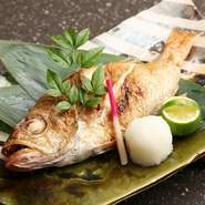 「のどぐろ」は島根県から直送。脂ののりと柔らかさが特徴的で、身の大きさにもこだわります。塩焼きに使う「のどぐろ」を三枚に下ろして身だけを使い、『しゃぶしゃぶ』にするのもおすすめ。〆は雑炊で。