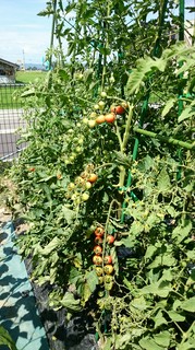 自家菜園でつくる野菜を使ったフレンチ