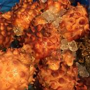 収穫時期の夏に天然物を入荷して、塩辛で保存しています。数量に限りがありますのでご了承ください。