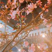 ３月６日より店内に桜が入りました！屋内にいながらお花見気分が楽しめます。
また桜に合わせた前菜メニューや桜スパークリングを始める予定です。一足早く春を感じながらお酒・お料理を楽しみませんか？