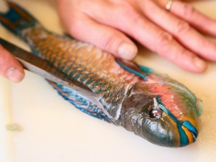 沖縄では「イラブチャ―」と呼ばれる青い魚「ブダイ」