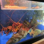 伊勢海老　（蒸し・炭焼き・刺身）　１匹　8000～15000円