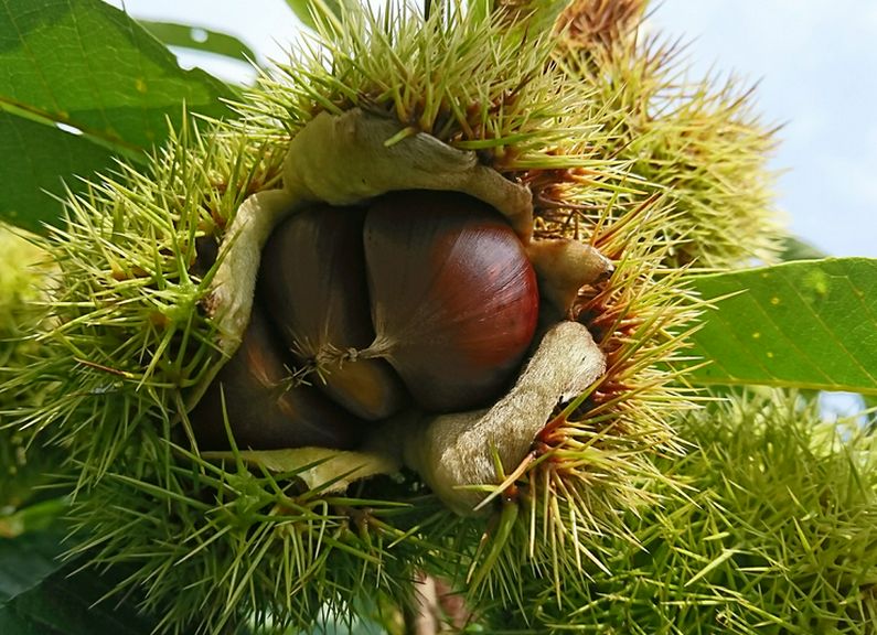 茨城県笠間の契約農家と自家栽培の「無燻蒸栗」を使用