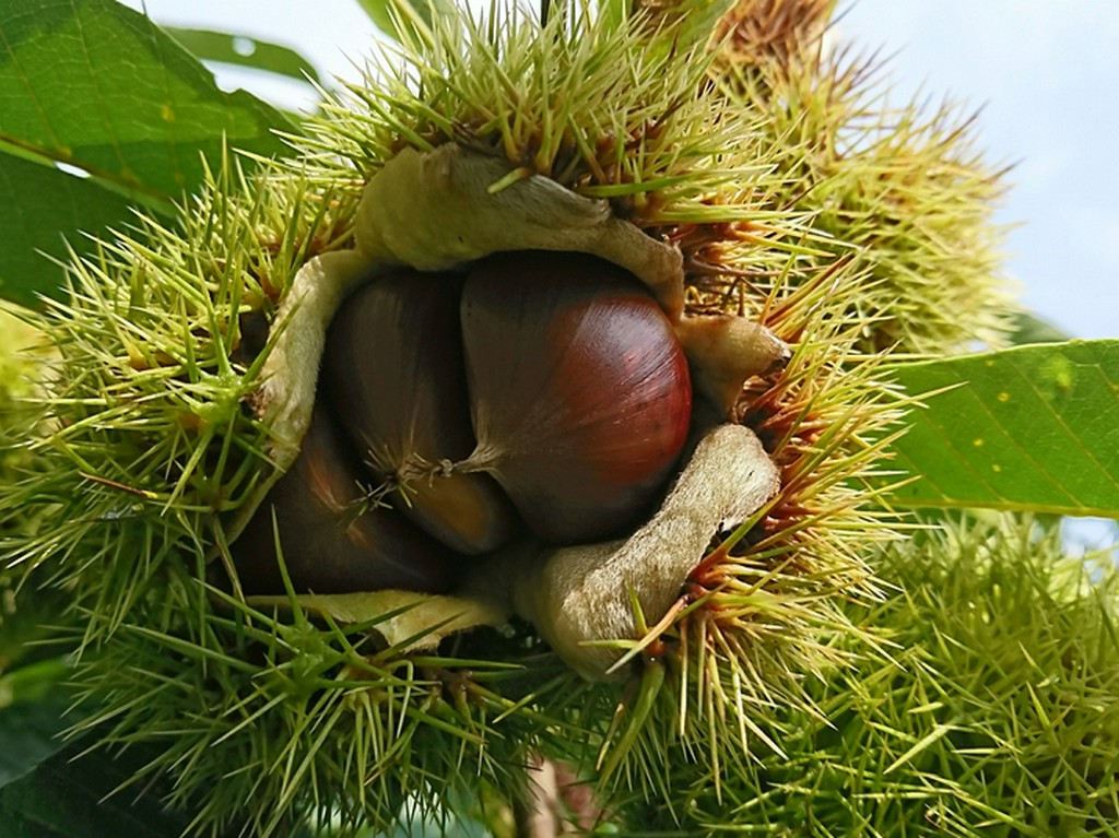 茨城県笠間の契約農家と自家栽培の「無燻蒸栗」を使用