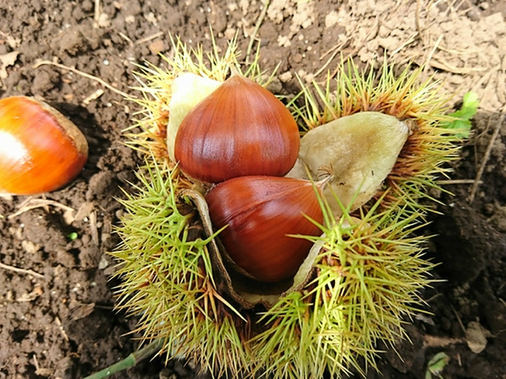 栗好きも納得のものを求め、自社農園で栽培するまでに