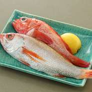 白身のトロとも呼ばれるのどぐろ、特大サイズのきんきを煮付けや塩焼きで味わえます。脂のりが良く旨みが濃厚で、柔らかな食感は格別。一般的には冬が旬というイメージがありますが、一年を通して美味です。