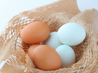 東北牧場の卵「青玉たまご」と「赤玉たまご」