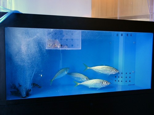 水から揚げたばかりの鯵を『鯵活造り』や『なめろう』で堪能