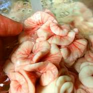 能登半島の冬は食材の宝庫。いつも新鮮な食材を提供している【あさ井】ですが、移住してきて感動した食材の一つが『タラの白子』という。冬だけの限定白子料理は生や天ぷら、焼きものなどレパートリーも豊富です。
