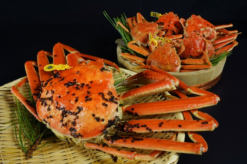 冬の味覚の王様!越前ガニ!!