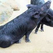 沖縄県内で流通しているアグー豚の多くは、実は30～50％の混血種。【金武アグーしゃぶしゃぶ金武 本店】で扱っているのは、100％の純血種です。こだわりの豚肉を、贅沢にしゃぶしゃぶのコースで楽しめます。