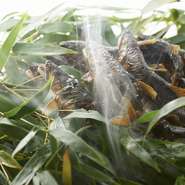 富山神通川の天然鮎を炭火でじっくり焼いてからほうじ茶で燻して香りづけした逸品。旬の夏の時期、生きたままの鮎を目の前で串打ちし、職人が付きっきりで炭火にてじっくりと焼き上げてくれる夏のスペシャリテです。