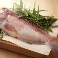 氷見、新湊、滑川などの漁港に揚がる旬の食材。見逃さないように、富山全域にアンテナを張り巡らせて旬の鮮魚が仕入れられます。写真は天然の寒鰤を使った鰤大根。脂がのっています。