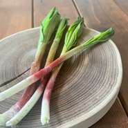 春夏秋冬、その日美味しい食材を使ったお料理をご用意。
その為、フードメニューの半分は日替わりでご用意しています。
その時々の旬を味わいにお越しください。