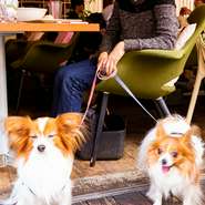 地下鉄「代々木公園駅」から徒歩5分。【tomigayaTERRACE】は、遊び心のあるフレンチが楽しめるビストロです。解放感のあるテラス席では、散歩途中にペットとともに訪れる人の姿も。居心地の良さに定評があります。

