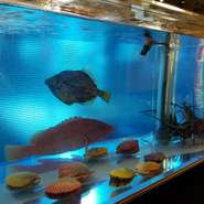 活きたまま九州・天草から届けられた魚介を、そのまま水槽で泳がせています。オーダーを受けてから取り出し、調理を開始。身の締まり方や弾力、甘み、みずみずしさなど全てにおいて納得の美味しさです。