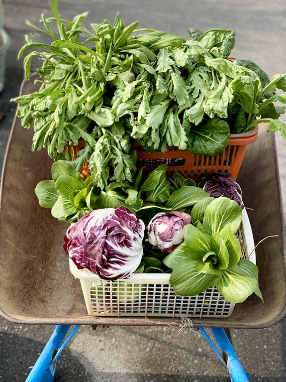 自家菜園で育てている、無農薬露地栽培野菜をふんだんに使用
