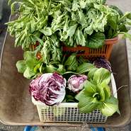 野菜は季節に合わせて、旬のものをふんだんに使っています。中でも、毎週、収穫されるという、自家菜園で栽培した無農薬露地野菜は、ストレスをかけずに育てられているので、鮮度と味の良さが抜群だとか。