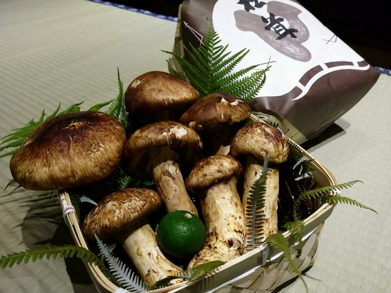 丹波産松茸