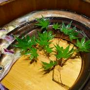 淡路産活鱧(鱧コースございます。詳しくはお問い合わせください。)