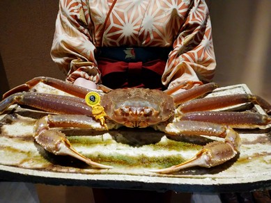 タグ付き越前蟹