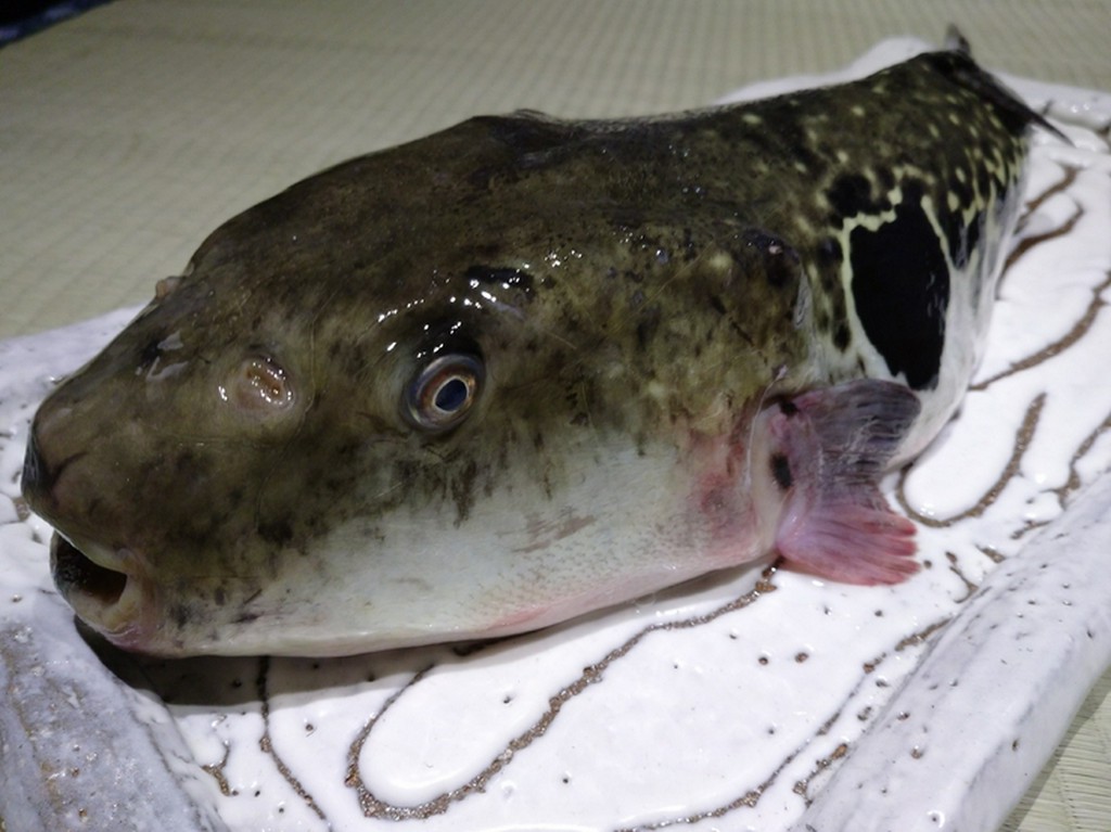 天然虎河豚(河豚コース承ります。詳しくはお問い合わせください。)