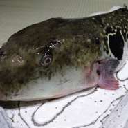 天然虎河豚(河豚コース承ります。詳しくはお問い合わせください。)