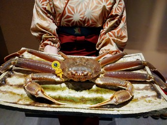福井県産越前蟹(活蟹コース承ります。詳しくはお問い合わせください。)