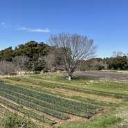 新鮮な魚介を引き立たせるのは、広大な自社農園でつくられた野菜。スタッフも休日には農園に出向き、畑仕事を手伝うとか。季節によっては、自生したタケノコなどの天然食材も料理に使われています。