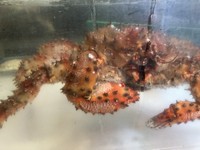水槽から活きた蟹を調理します。茹で・焼き・刺身などお好みの調理で提供！
価格は時価となります。