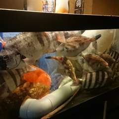 地元の漁師から仕入れる活魚