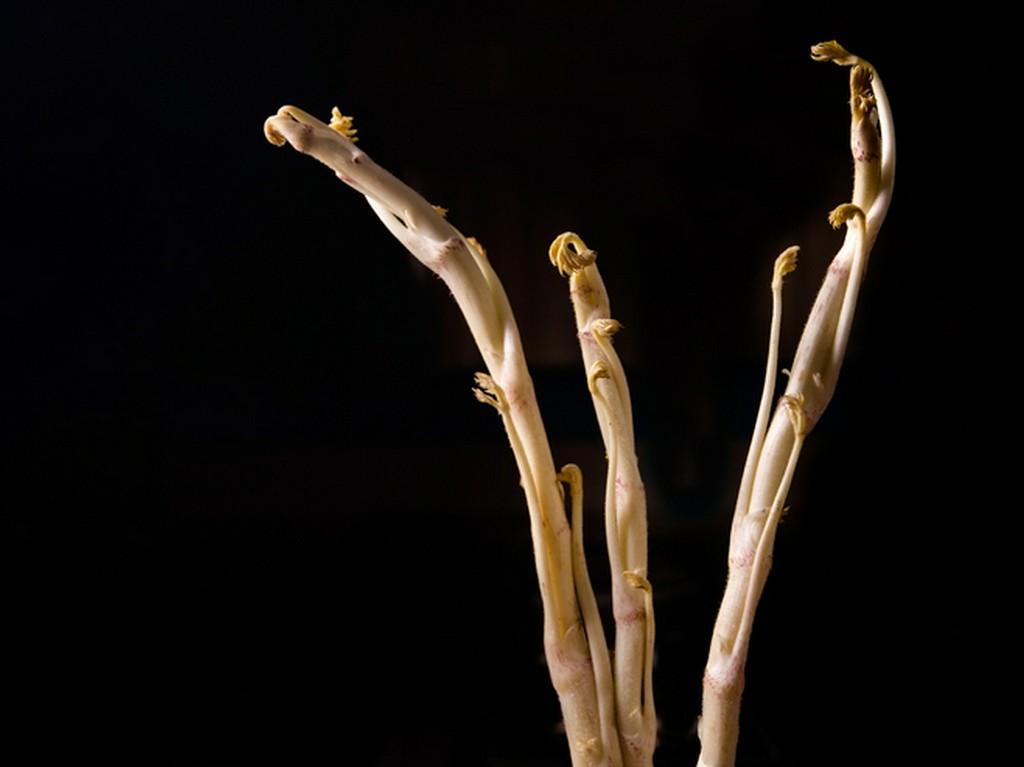 味わえるのはわずか2週間ほど。幻ともいうべき三島独活