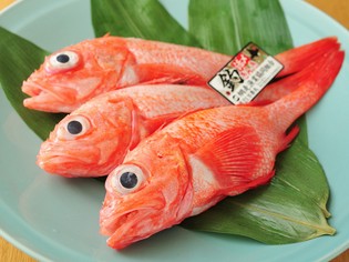 北海道産の「釣りキンキ」を刺身・煮付け・焼物・揚物でご提供