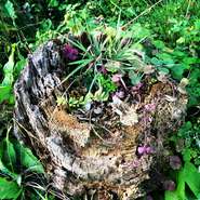 料理人・山形氏が手掛けるのは“この土地だからこそ描くことができる逸品”。構成された料理1皿ひとさらから、宮城の風土が垣間見えます。