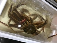 食べ応えありの蟹を堪能できるコース
食材高騰により提供できない場合がございます。
要相談