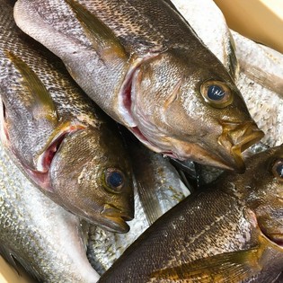 高知県宿毛から日々届けられる、新鮮な魚介類