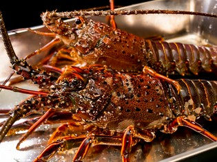 水槽から鉄板へ！鮮度抜群、見た目も豪快な活伊勢海老