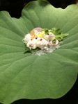 恵の海の幸で旬を味わう『お造り』