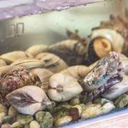 サザエやあわびなどの貝類は、水槽で鮮度を維持。沖縄産ではなく内地から仕入れているため、沖縄では味わえないものも多いそうです。魚は、地元の都屋漁港などからその日取れたものを仕入れ。