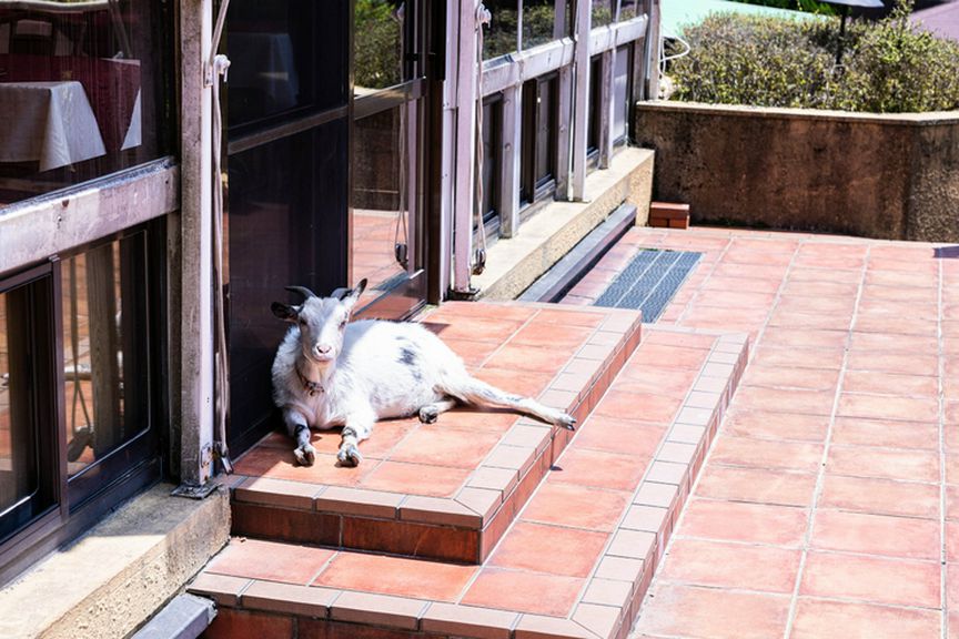 マスコットのスージー