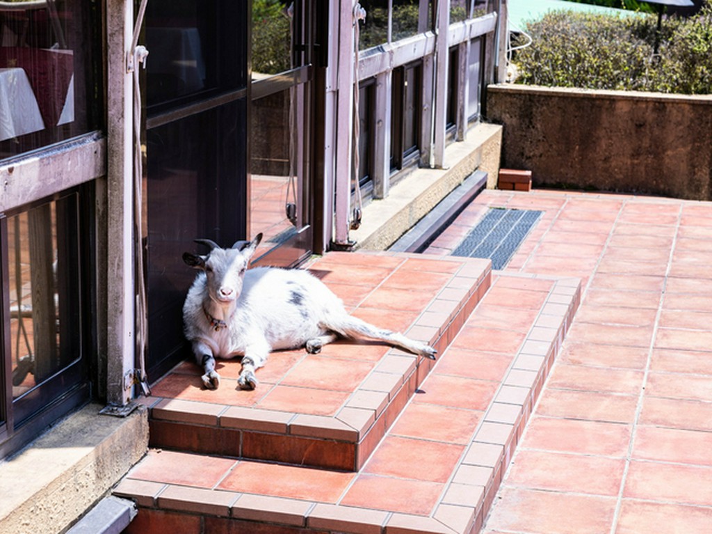 マスコットのスージー