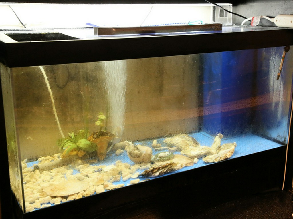 【水槽（生け簀）】新鮮な魚介たちはここでお客様をお待ちかね！