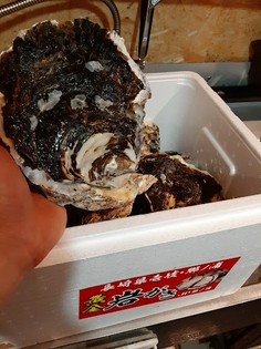 ほぼ毎日、豊洲市場から直送で届く新鮮な『生牡蛎』