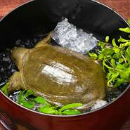 鍋料理のバリエーションが豊富な【和食屋きくお】では、季節にはすっぽんの『丸鍋』や『フグ鍋』も食べられます。厳選したすっぽんやフグは『唐揚げ』などでも提供しているので、リクエストしてみては。