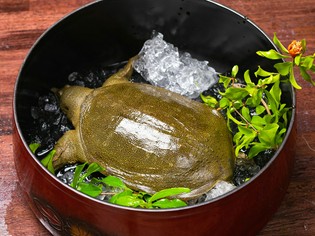 滋味あふれるすっぽん料理、冬の味覚の王道フグ料理