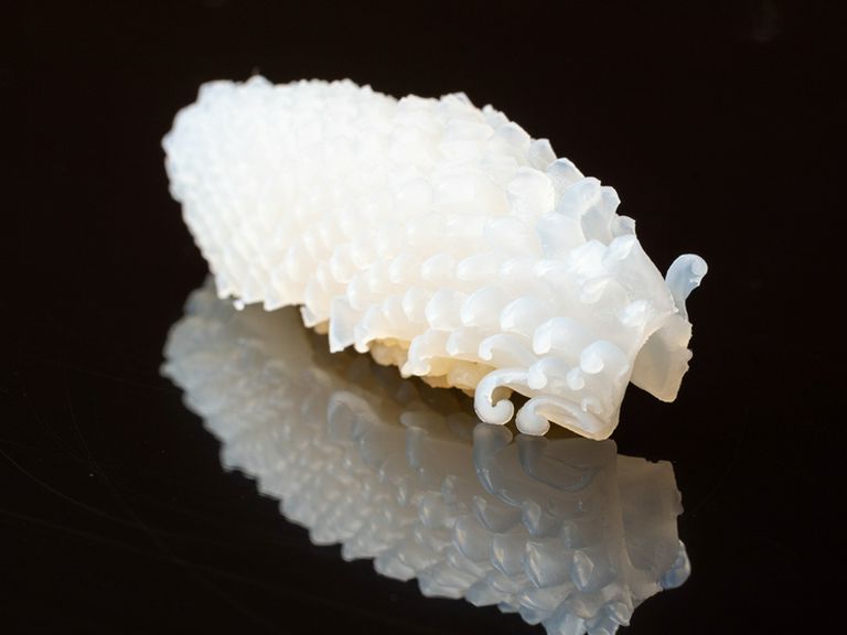 季節、産地の違いを味わう『イカ』