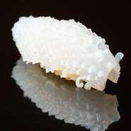 夏は飾り包丁を入れた山陰の水イカ、冬は瀬戸内のねっとした甘さのコウイカ、季節ごとにイカの美味しさがあります。