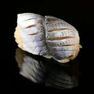 江戸前の鮨の象徴とも言える小肌は、鮨職人の経験値が現れる仕込み甲斐があるネタ。その日の食材の状態・天候・湿度からベストな塩と酢の加減を判断。ちょうどいい〆の塩梅とキレのよい味わいにうなります！