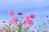 (注意!!)
当店のオススメメニューは日替わりの為、毎日変わります。以下、掲載内容については参考例として掲載しております。
当日のオススメの内容については、店舗にてご確認下さいませ。