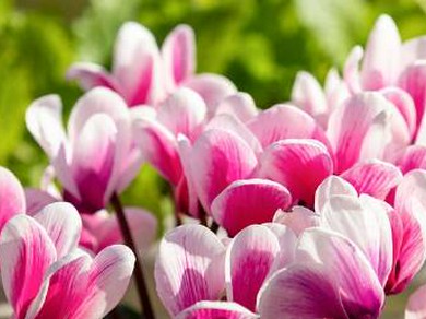 【イチオシ!!人気No1!!】【前日迄要予約】鮨わたなべ 極 厳選 特別コース